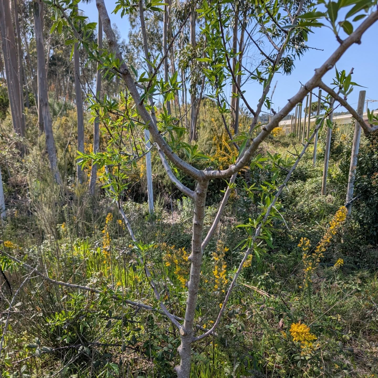 Using the last opportunities to prune some trees. Chestnuts, almond, apple, quince and strawberry trees all got a hair cut today.