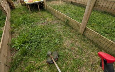 Cleaning the nursery beds.