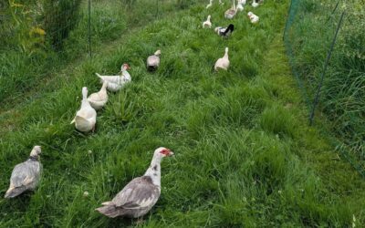 Fresh grass for the ducks.