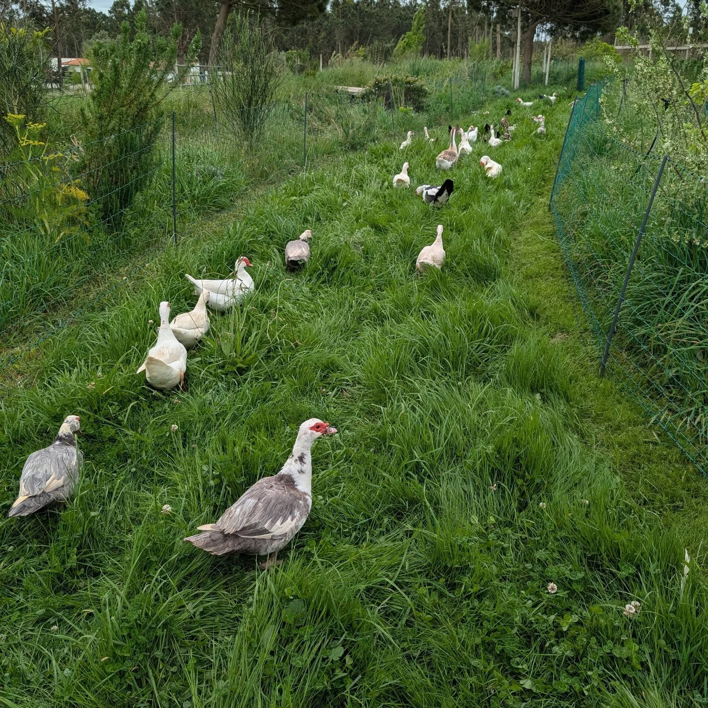 Fresh grass for the ducks.