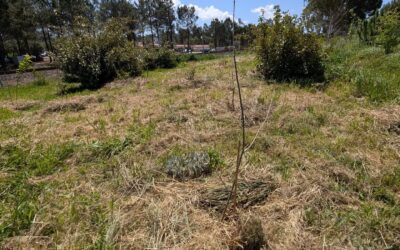 Finished mulching all the plants in the large berry patch with grass clippings.