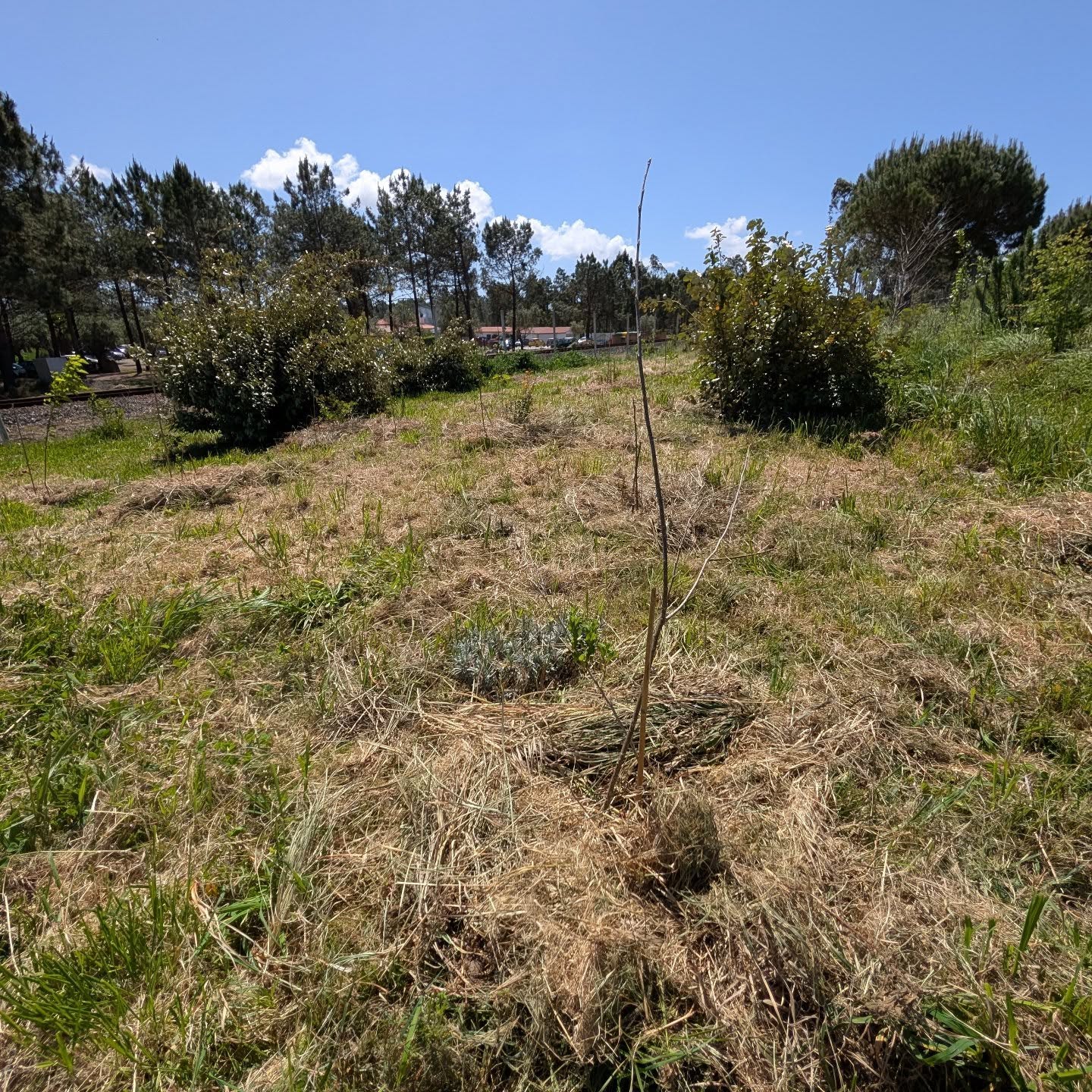 Finished mulching all the plants in the large berry patch with grass clippings.