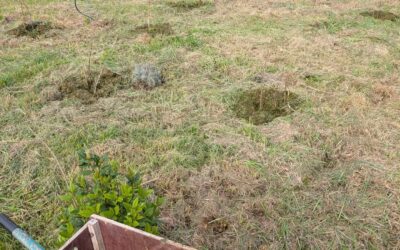 Mulching with grass clippings around the plants in the large berry patch.