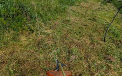 Cleaning the big berry patch.