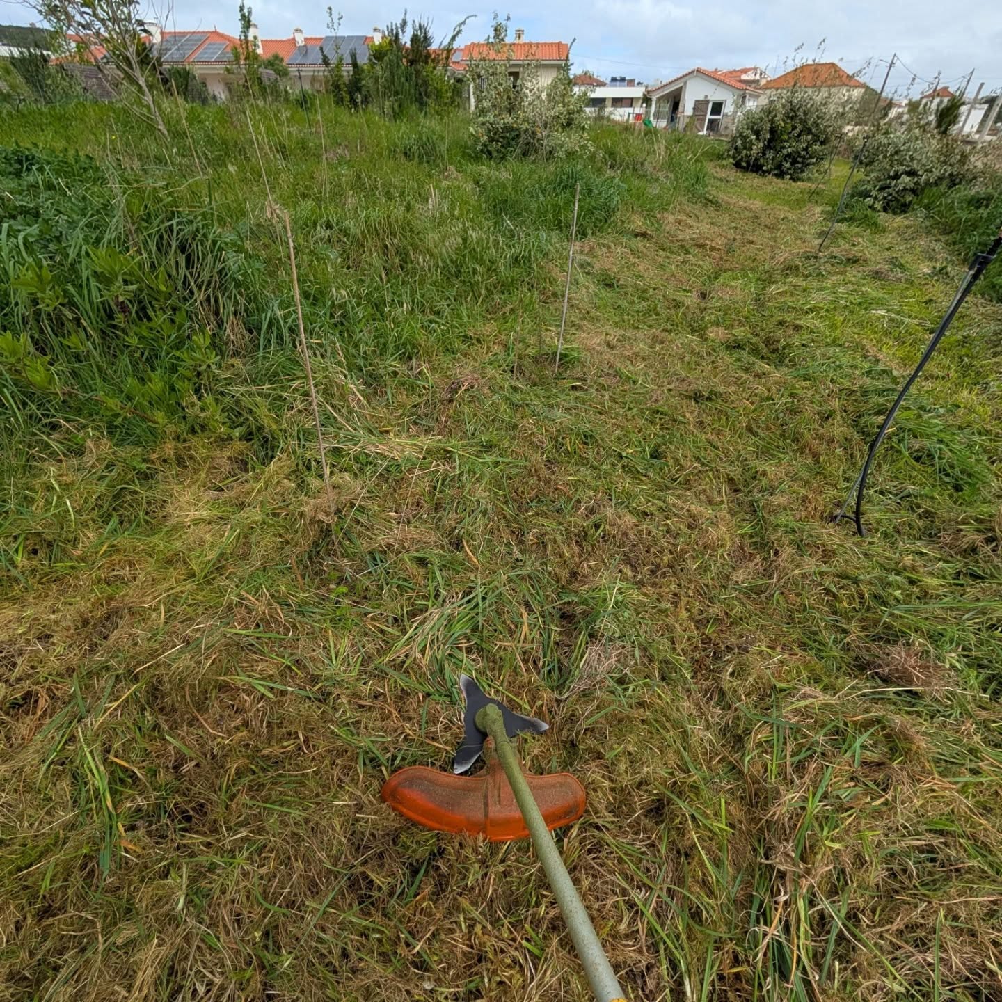 Cleaning the big berry patch.