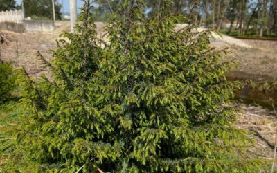 Thriving juniper (zimbro).