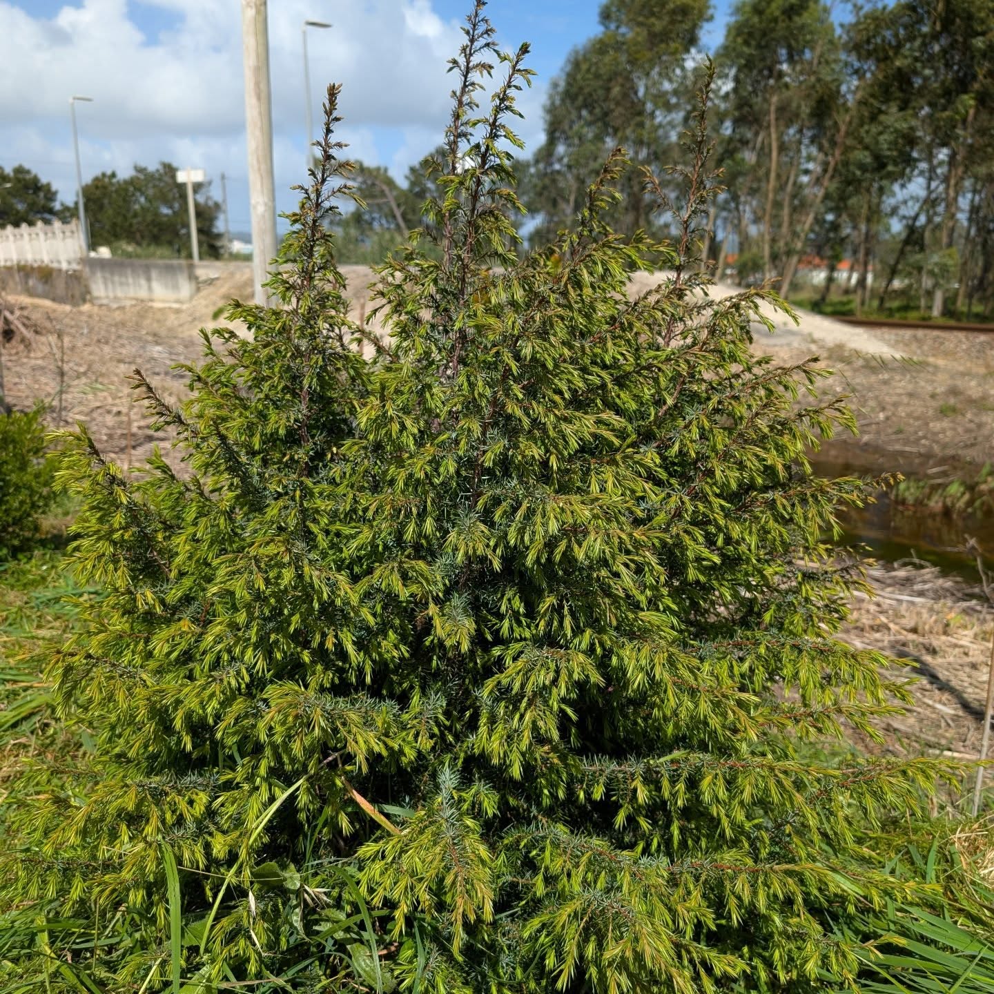 Thriving juniper (zimbro).
