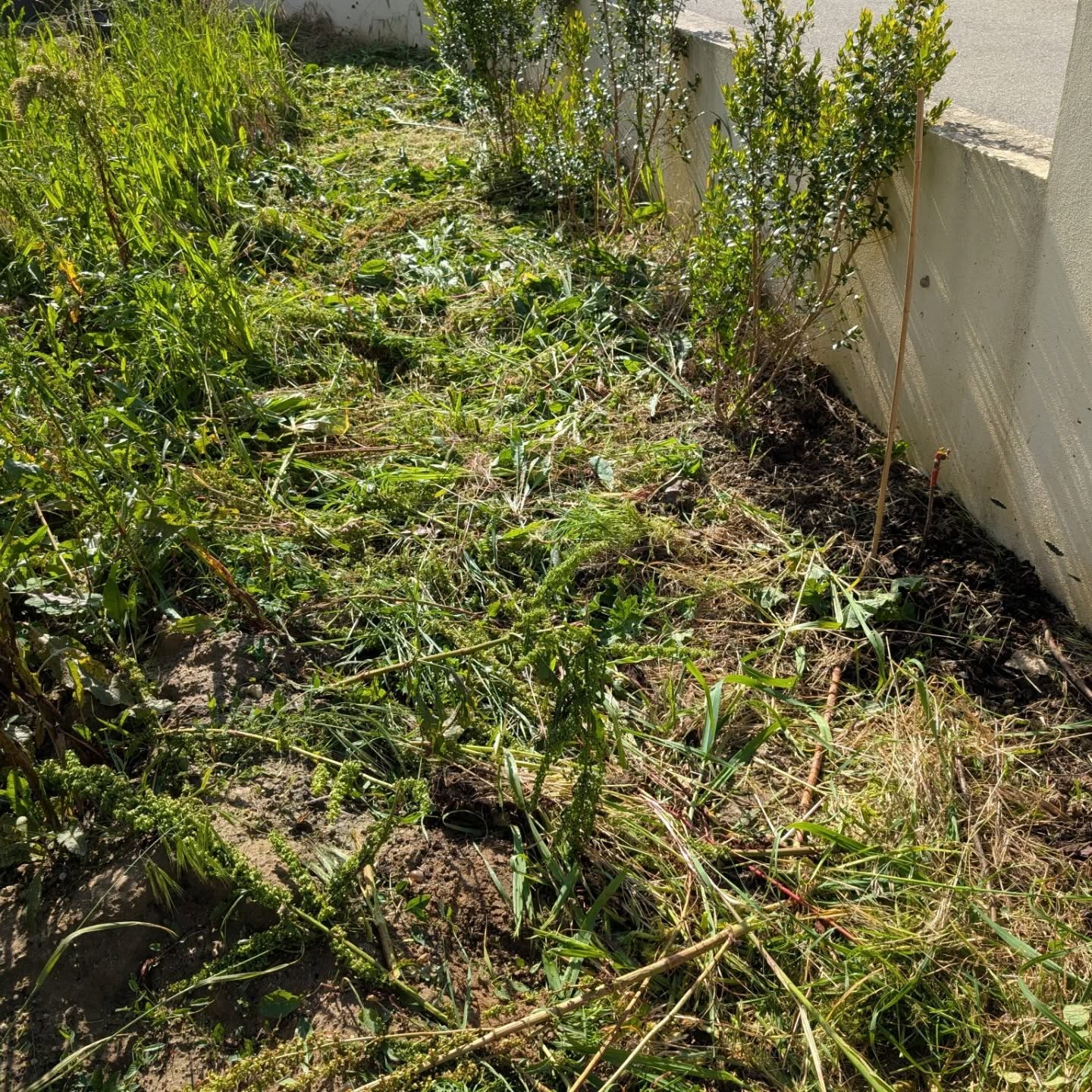 Cleaning the northeast corner.