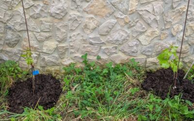 Adding compost and mulch to the grapevines along the north and west walls.