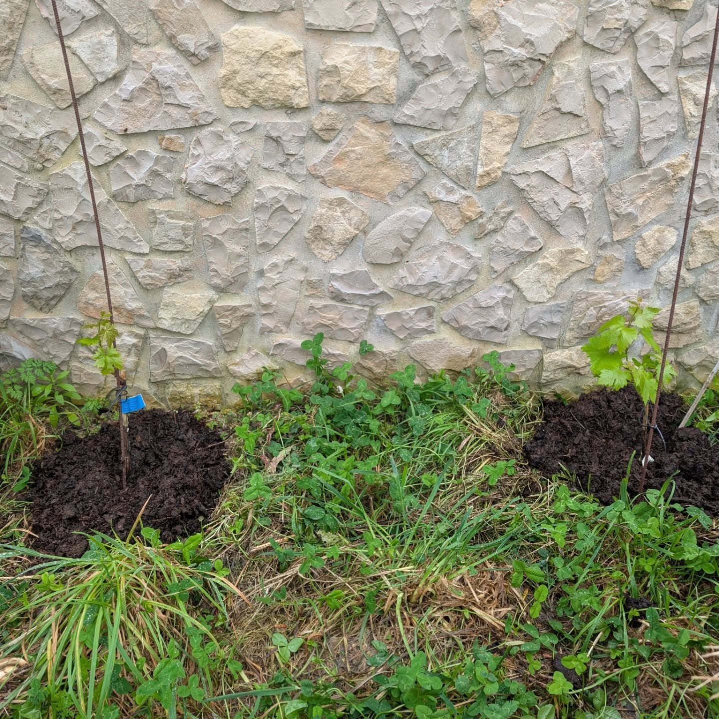 Adding compost and mulch to the grapevines along the north and west walls.