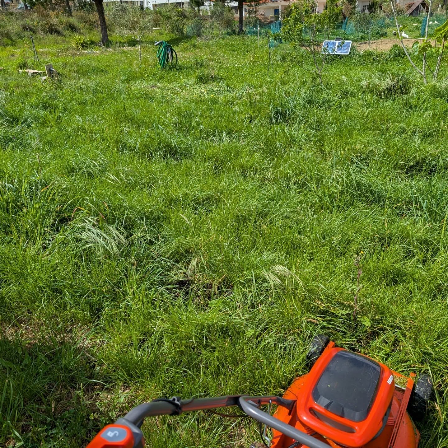 Mowed the entire comfrey patch.