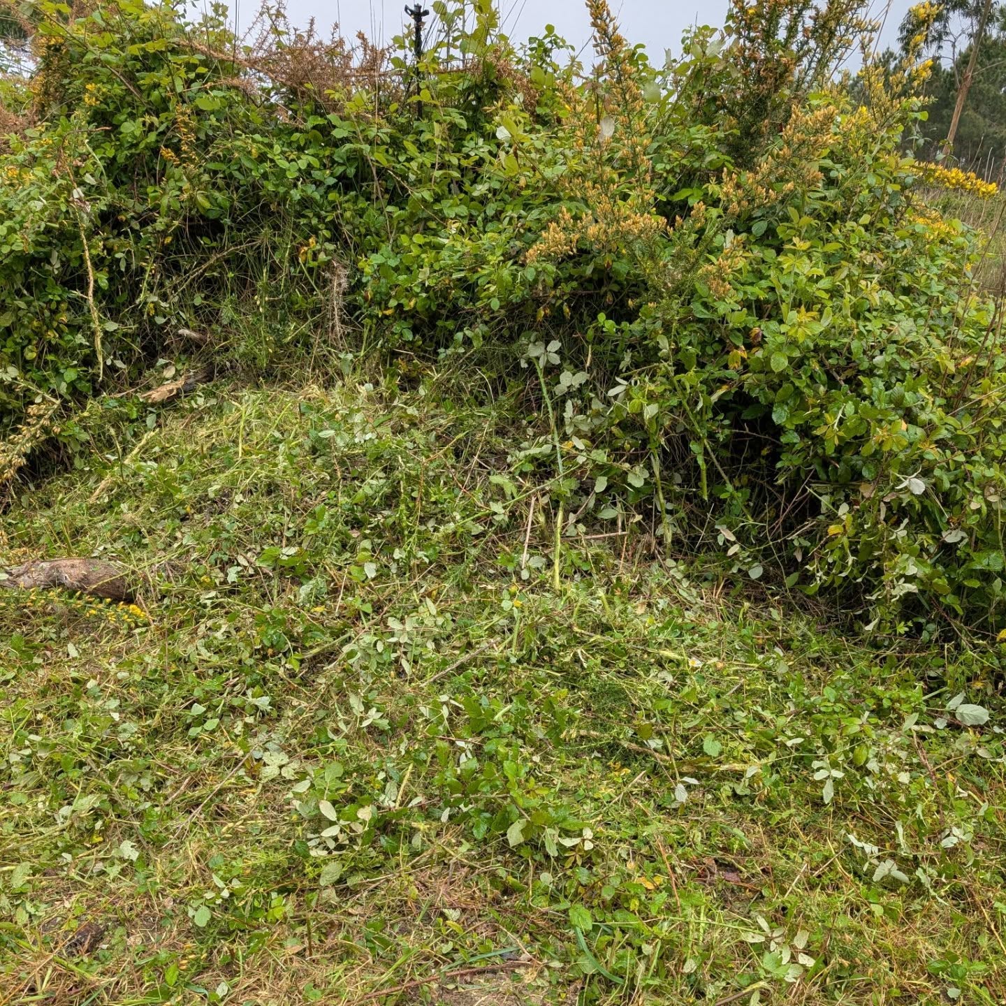 Cleaned the south end of one of the hugelmounds.