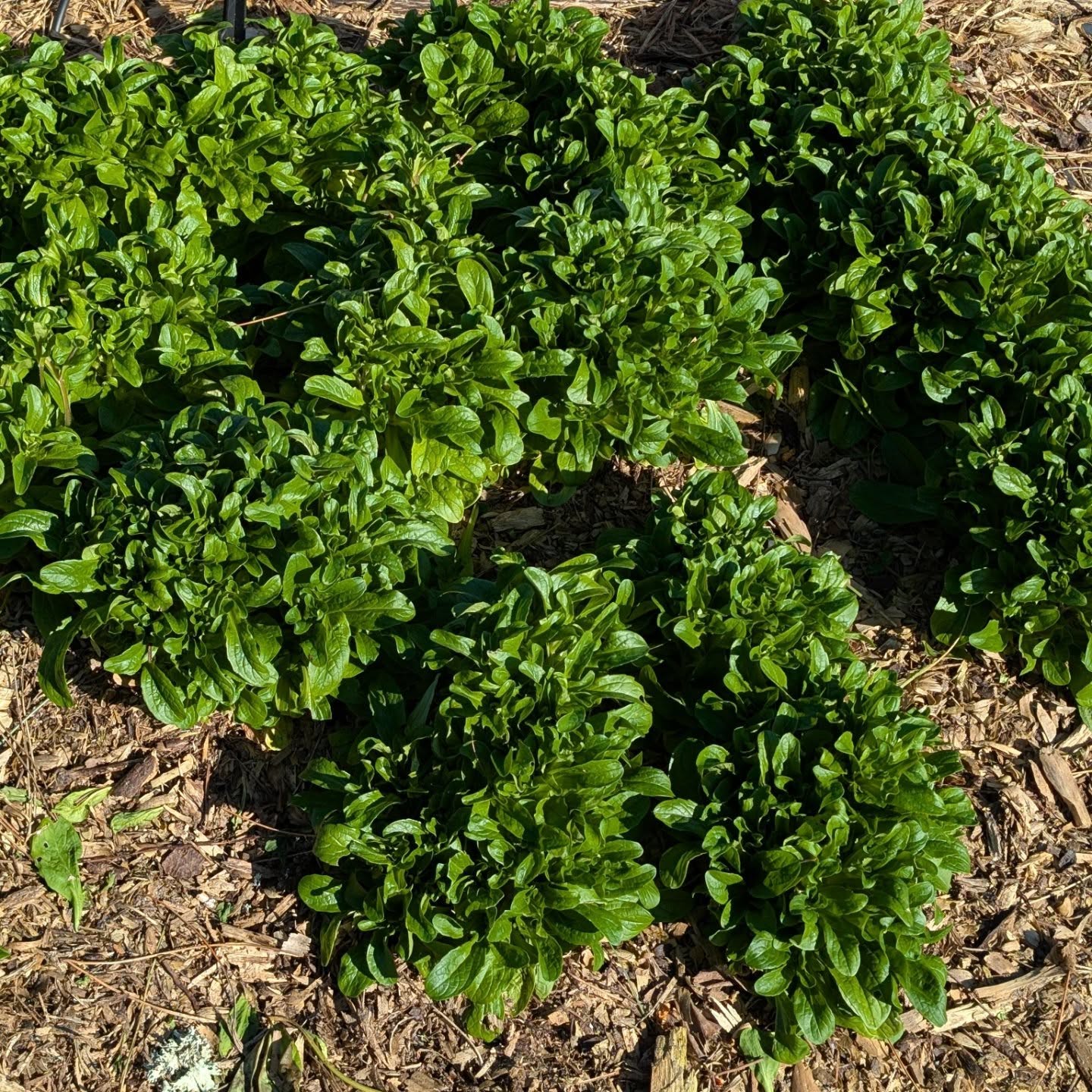 We love sowing seeds from @sementes_vivas_portugal ! They are truly the best and it’s our main supply for the veggie garden.