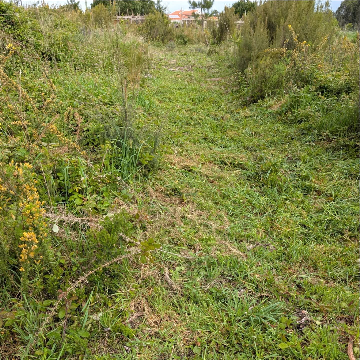 Cleaning access paths.