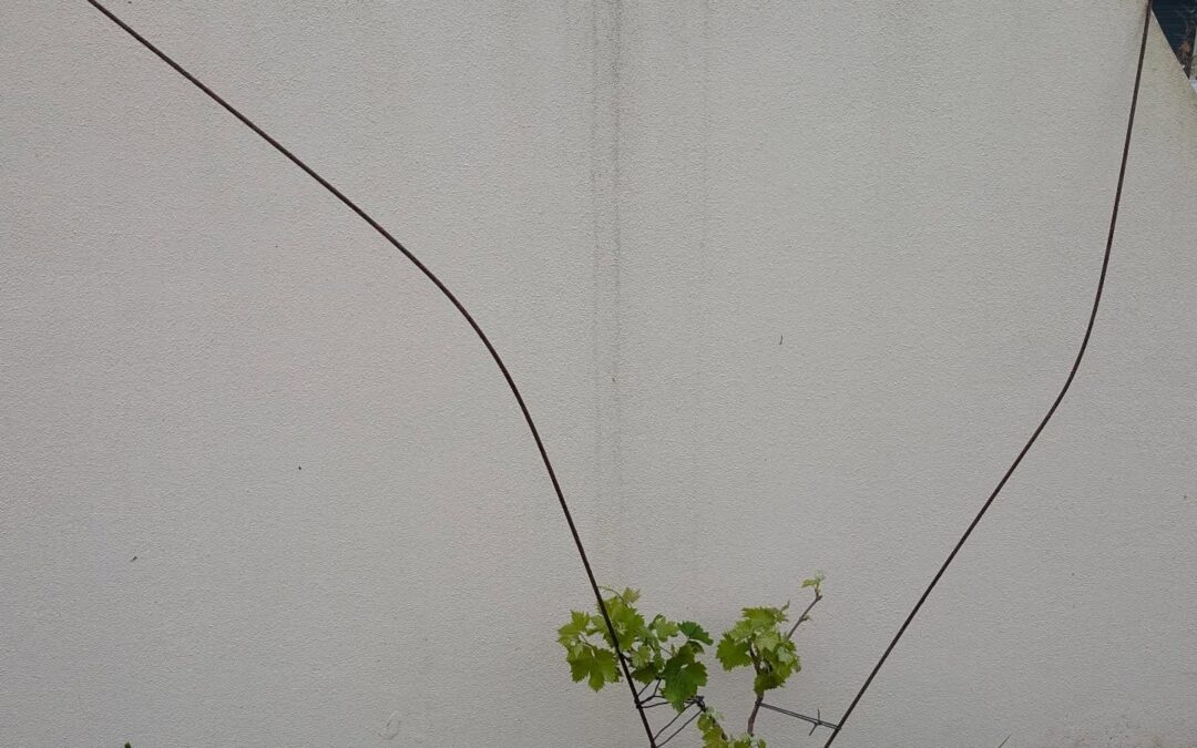 Makeshift trellising for the grapevines along the north wall.