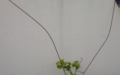 Makeshift trellising for the grapevines along the north wall.