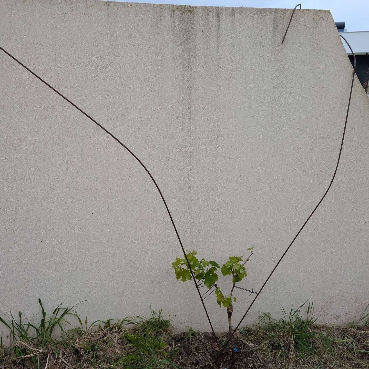 Makeshift trellising for the grapevines along the north wall.