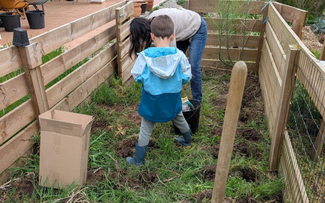 Planting Jerusalem artichokes (topinambur).