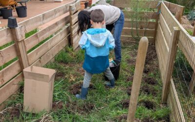 Planting Jerusalem artichokes (topinambur).