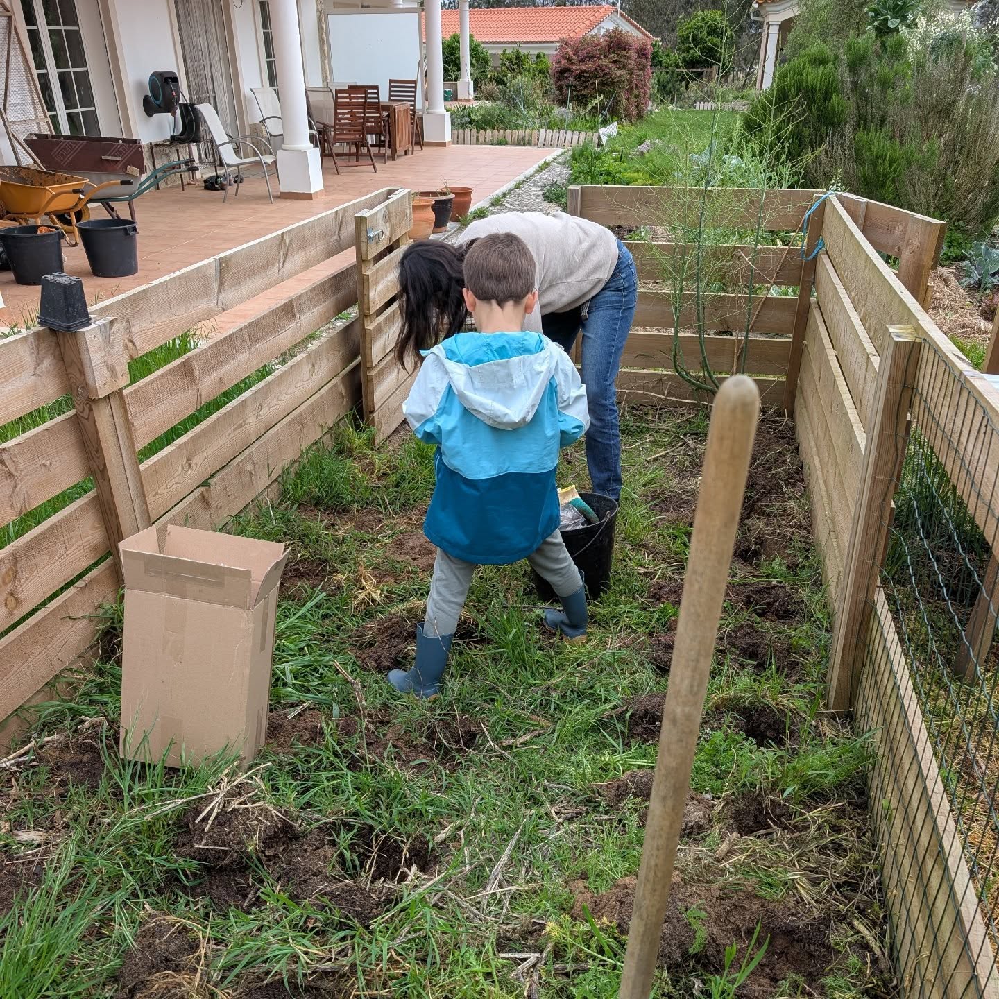 Planting Jerusalem artichokes (topinambur).