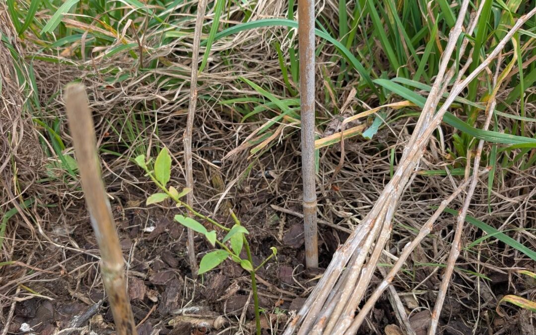 Weeding the large berry patch.