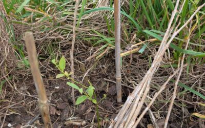 Weeding the large berry patch.