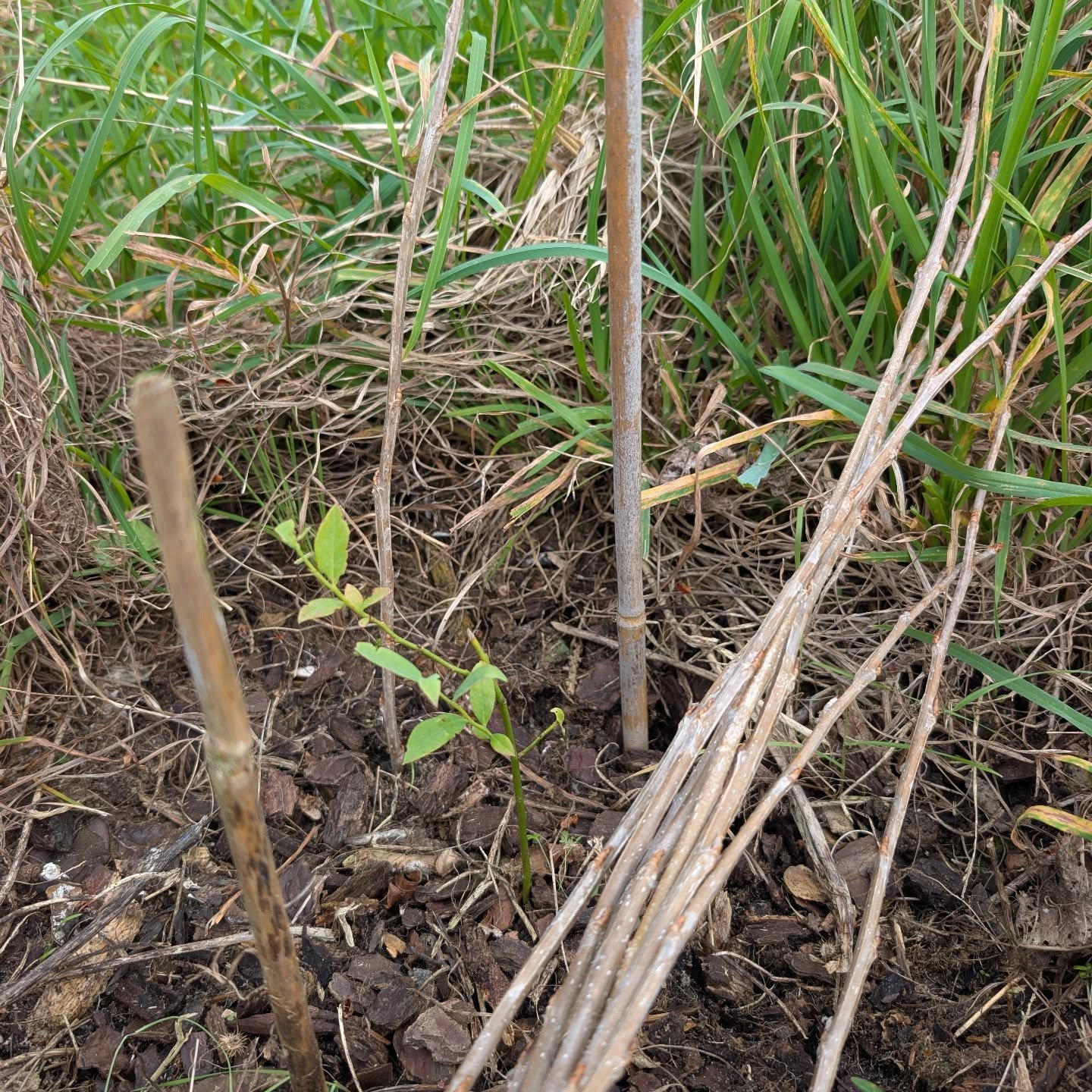 Weeding the large berry patch.