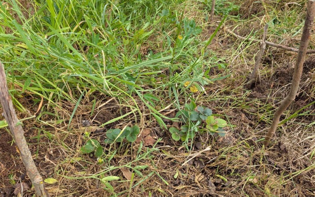 Freed this patch of strawberries from the grass.
