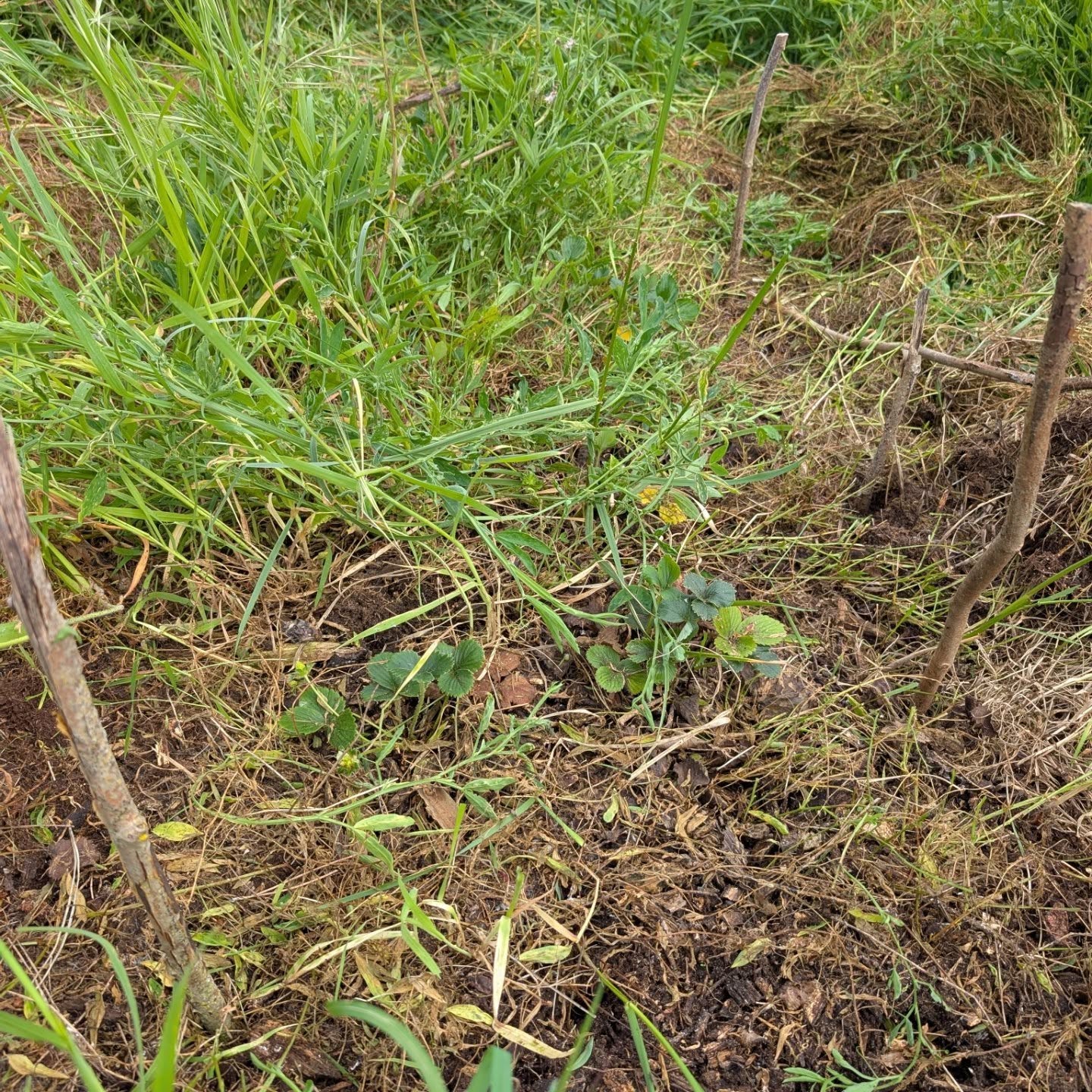Freed this patch of strawberries from the grass.