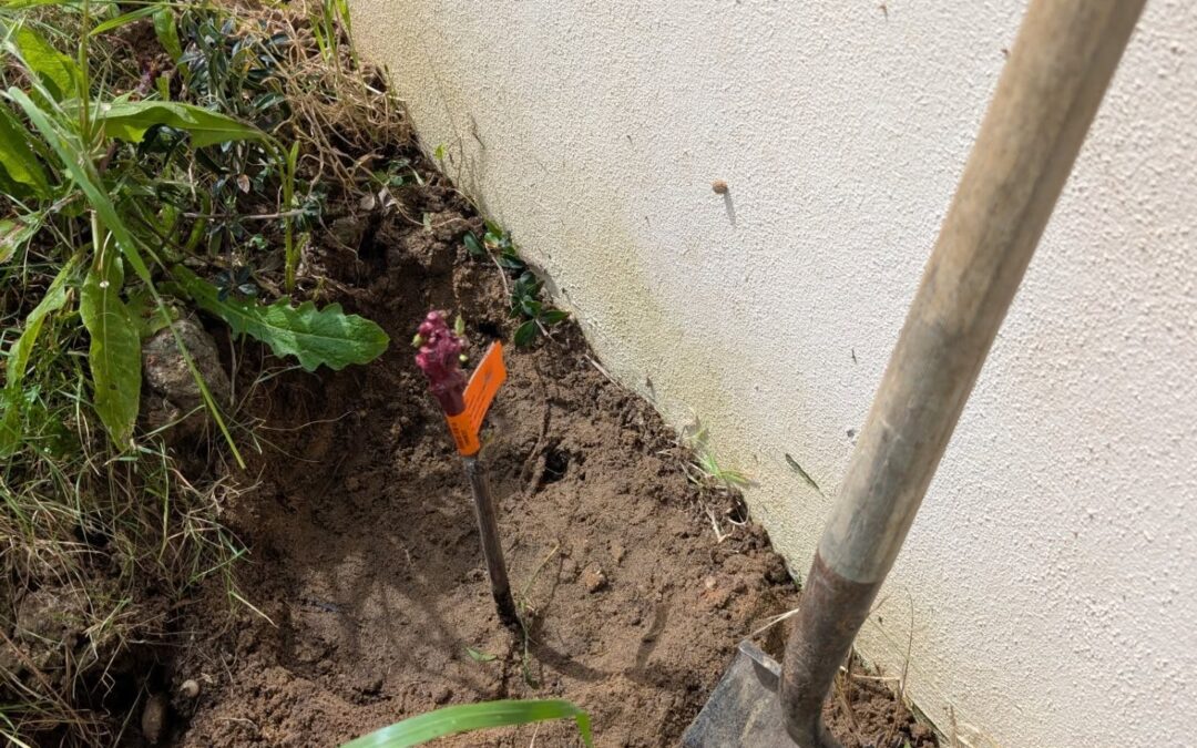 Planting grapevines along the north wall and the social circle.