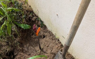 Planting grapevines along the north wall and the social circle.