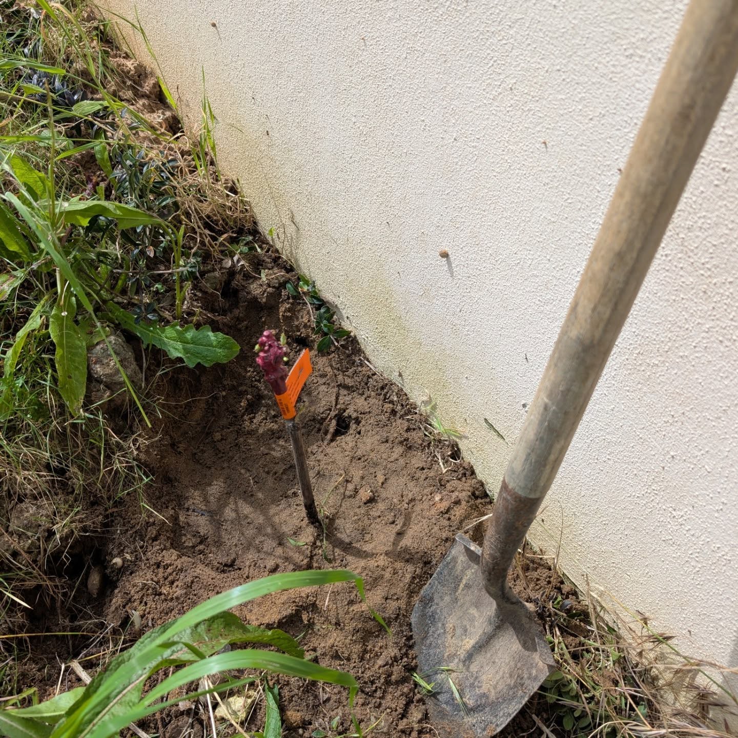 Planting grapevines along the north wall and the social circle.