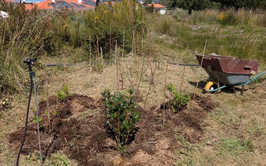 More maintenance work on the small berry patch: thick mulching and planting a lot of strawberries.