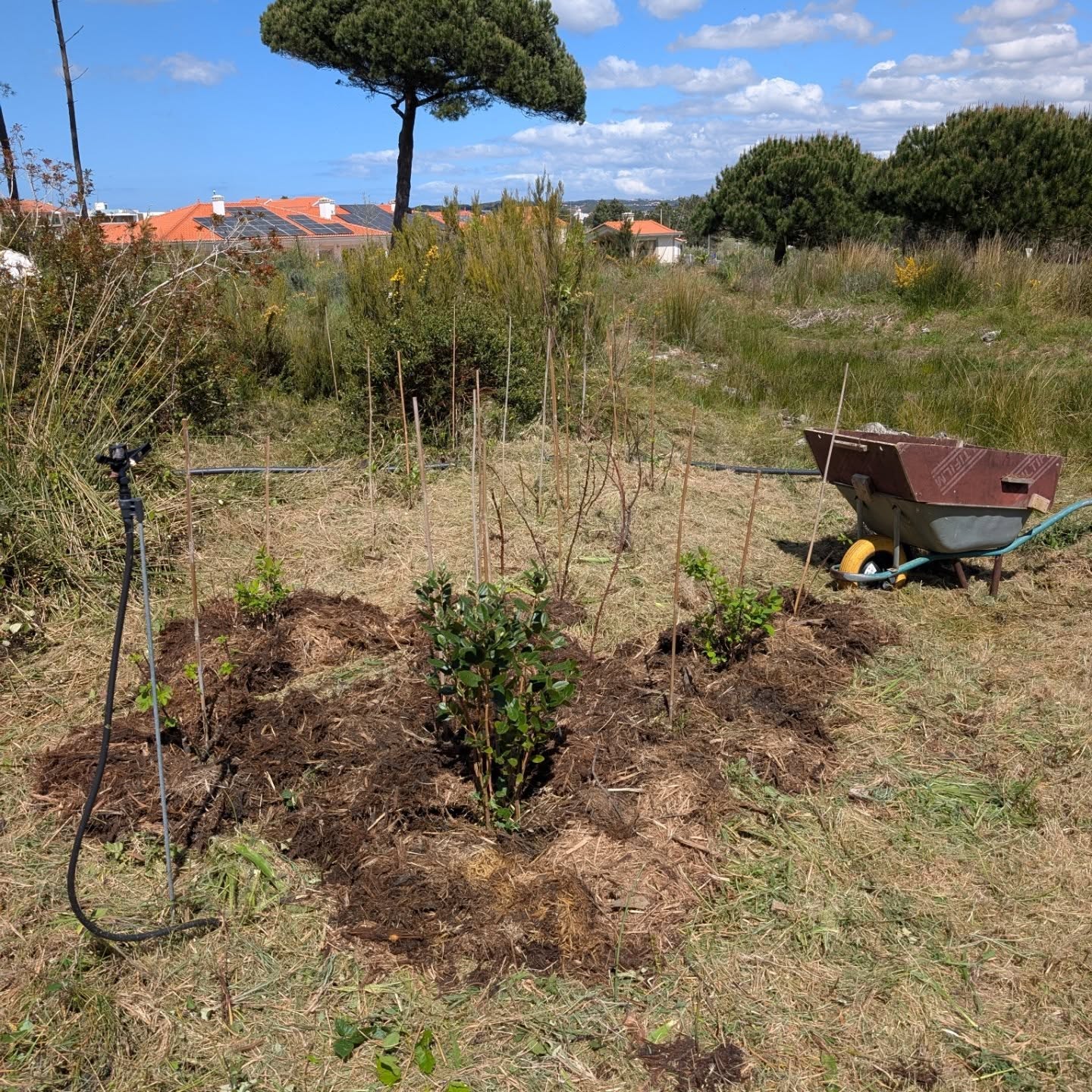 More maintenance work on the small berry patch: thick mulching and planting a lot of strawberries.