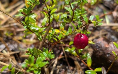Tasty surprise found while cleaning the small berry patch.