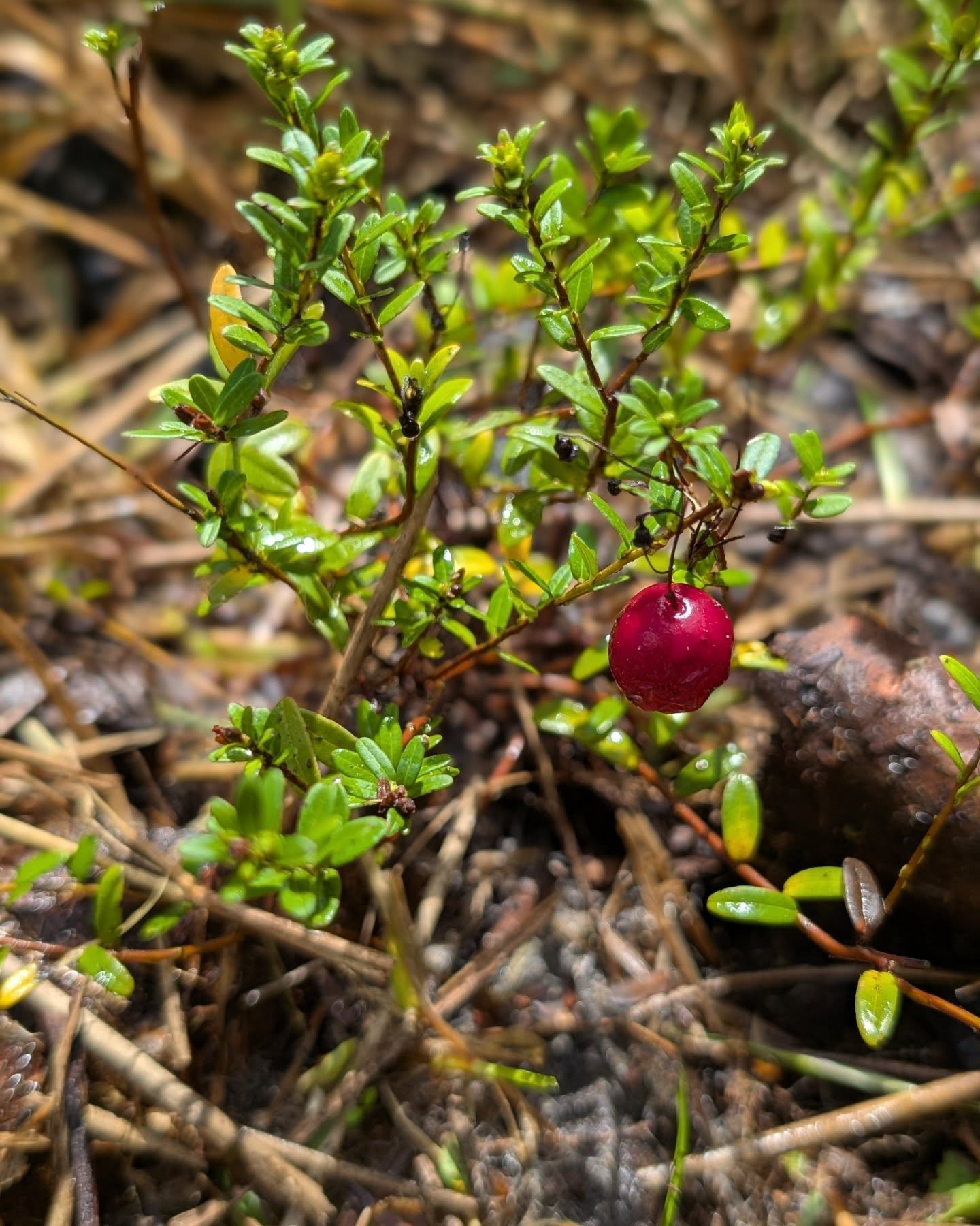Tasty surprise found while cleaning the small berry patch.