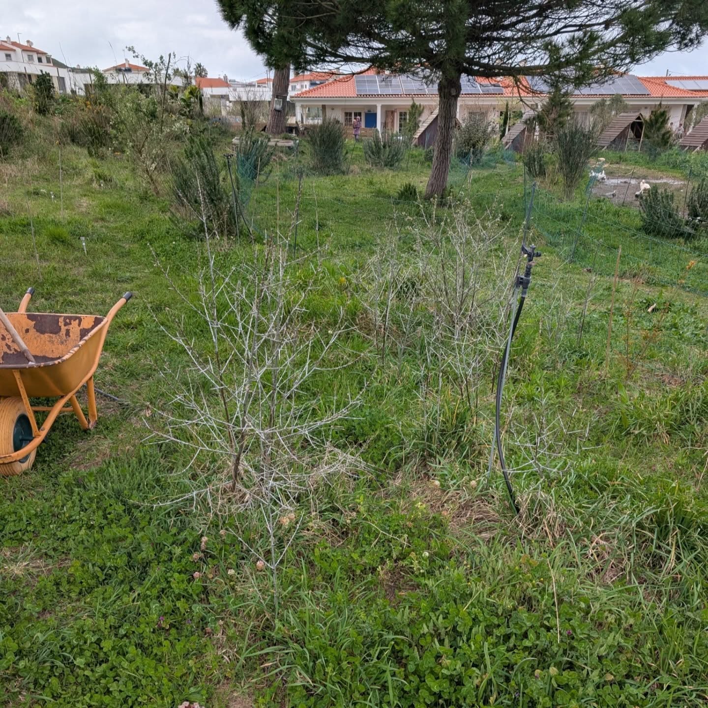 Digging up sea buckthorn (espinheiro marítimo) shoots and planting them along the east fence.