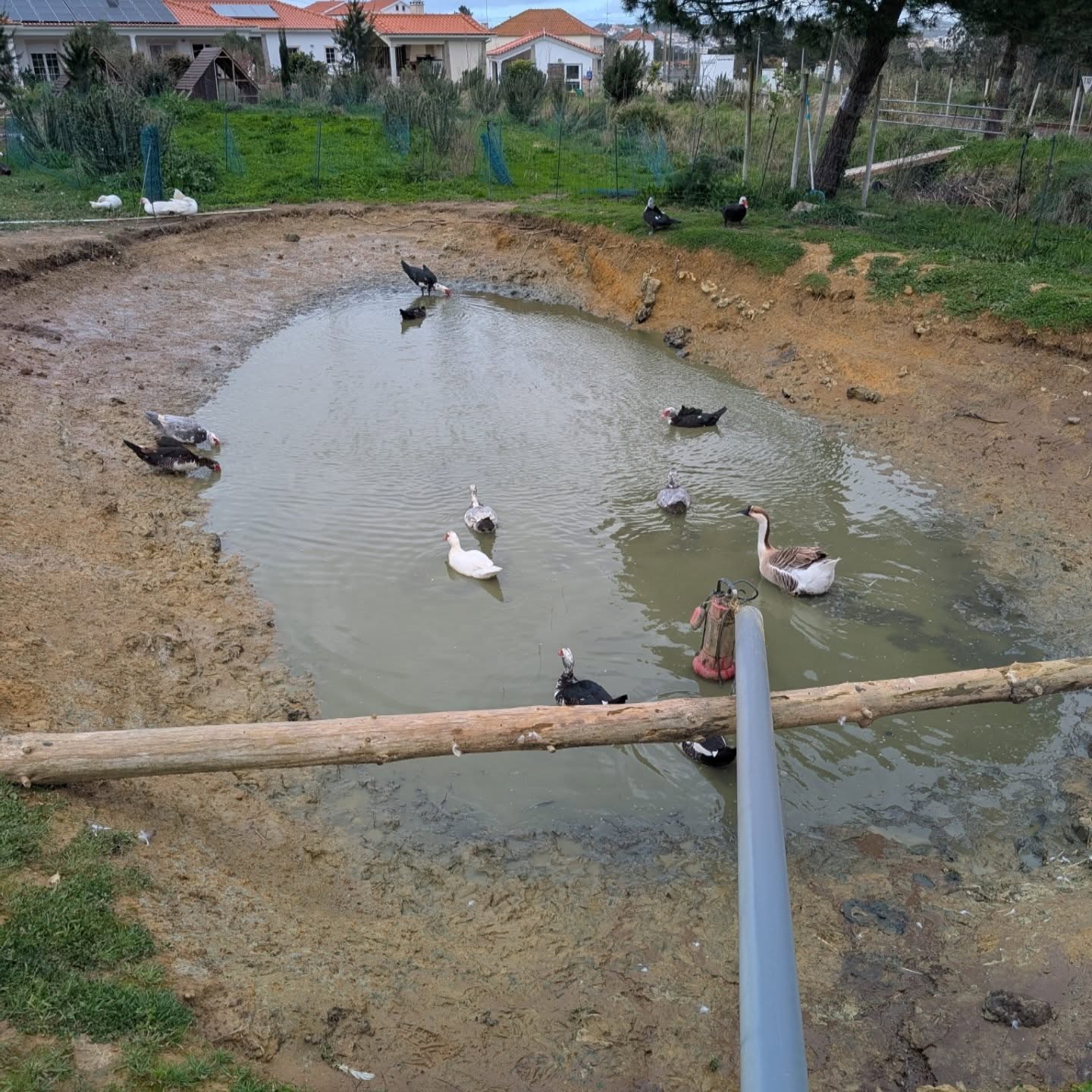 The increased flow worked: duck pond almost empty, top pond overflowing into the south pond, which is also almost full.