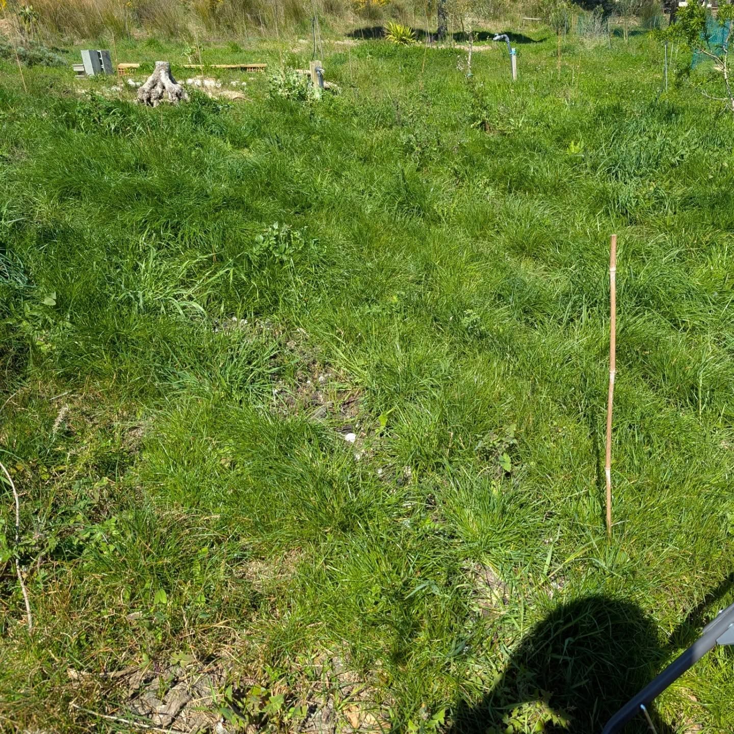 Mowing between the rows of the comfrey patch.