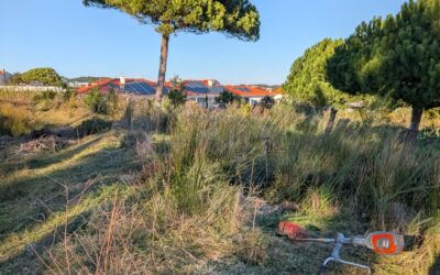 Cleaning the jungle on the west swale berm.