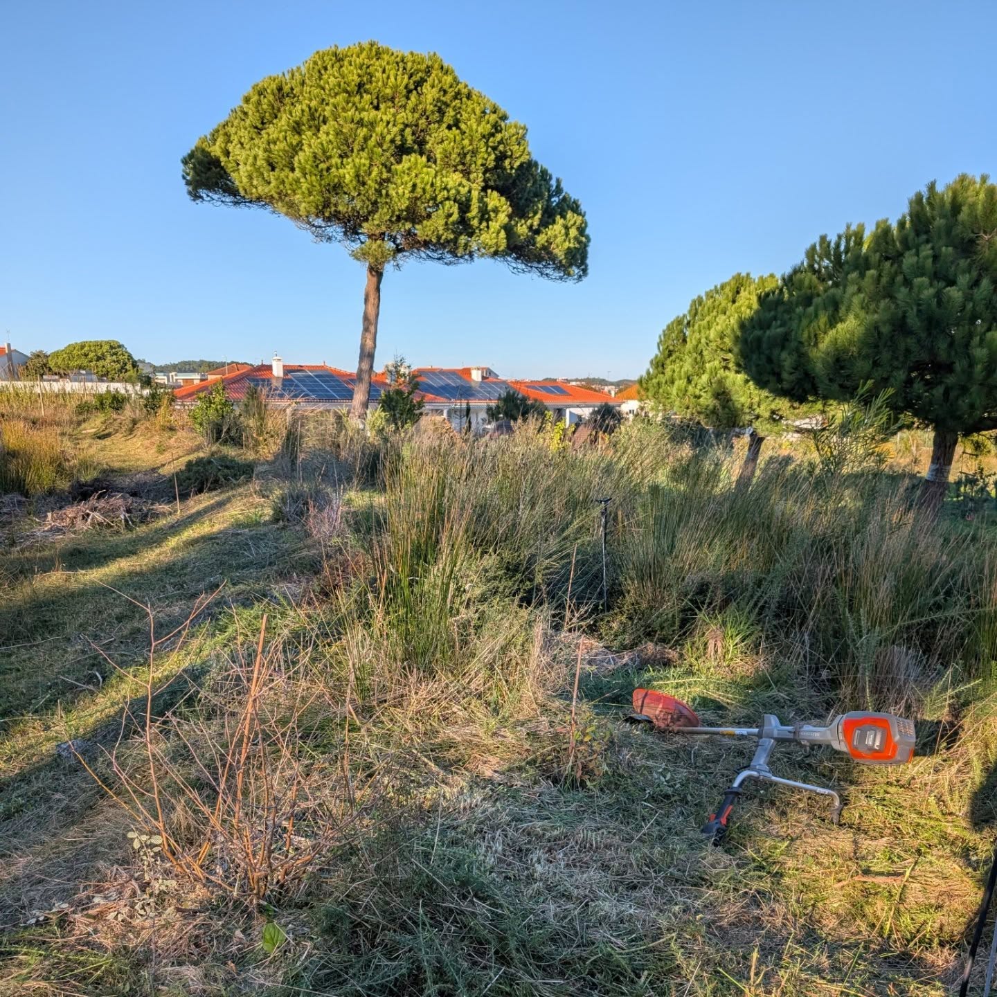 Cleaning the jungle on the west swale berm.