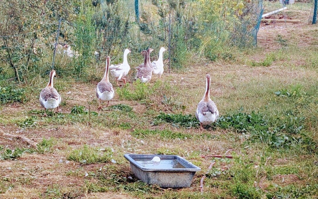 The geese and the goslings are finally together in one little flock. They are so loud and bickering all the time, but the reality is – they instantly became inseparable, even if they are from quite different species.