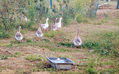 The geese and the goslings are finally together in one little flock. They are so loud and bickering all the time, but the reality is – they instantly became inseparable, even if they are from quite different species.