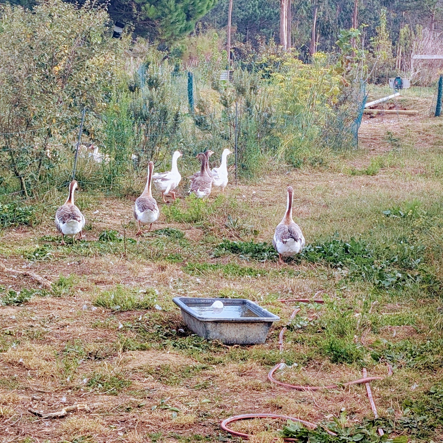 The geese and the goslings are finally together in one little flock. They are so loud and bickering all the time, but the reality is – they instantly became inseparable, even if they are from quite different species.