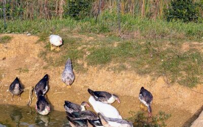 A little evening snack for the ducks. They have a good life. Quack