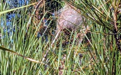 The season is starting… the pine caterpillars are coming, and I hope they don’t come too close. It´s all part of an ecosystem and all that, but we can still have our favorites, and this is not one of them.