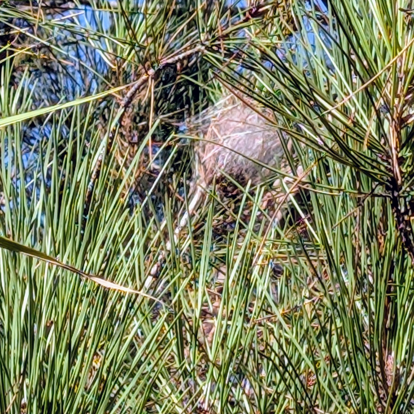 The season is starting… the pine caterpillars are coming, and I hope they don’t come too close. It´s all part of an ecosystem and all that, but we can still have our favorites, and this is not one of them.