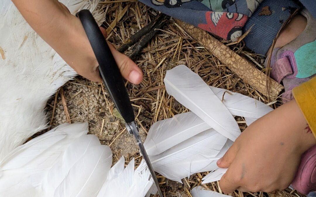 Clipping some flight feathers to keep the ducks safe. This is a job our next line of farms can take on – so proud!