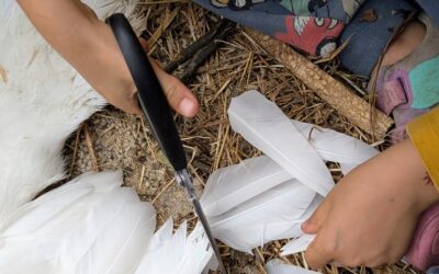 Clipping some flight feathers to keep the ducks safe. This is a job our next line of farms can take on – so proud!