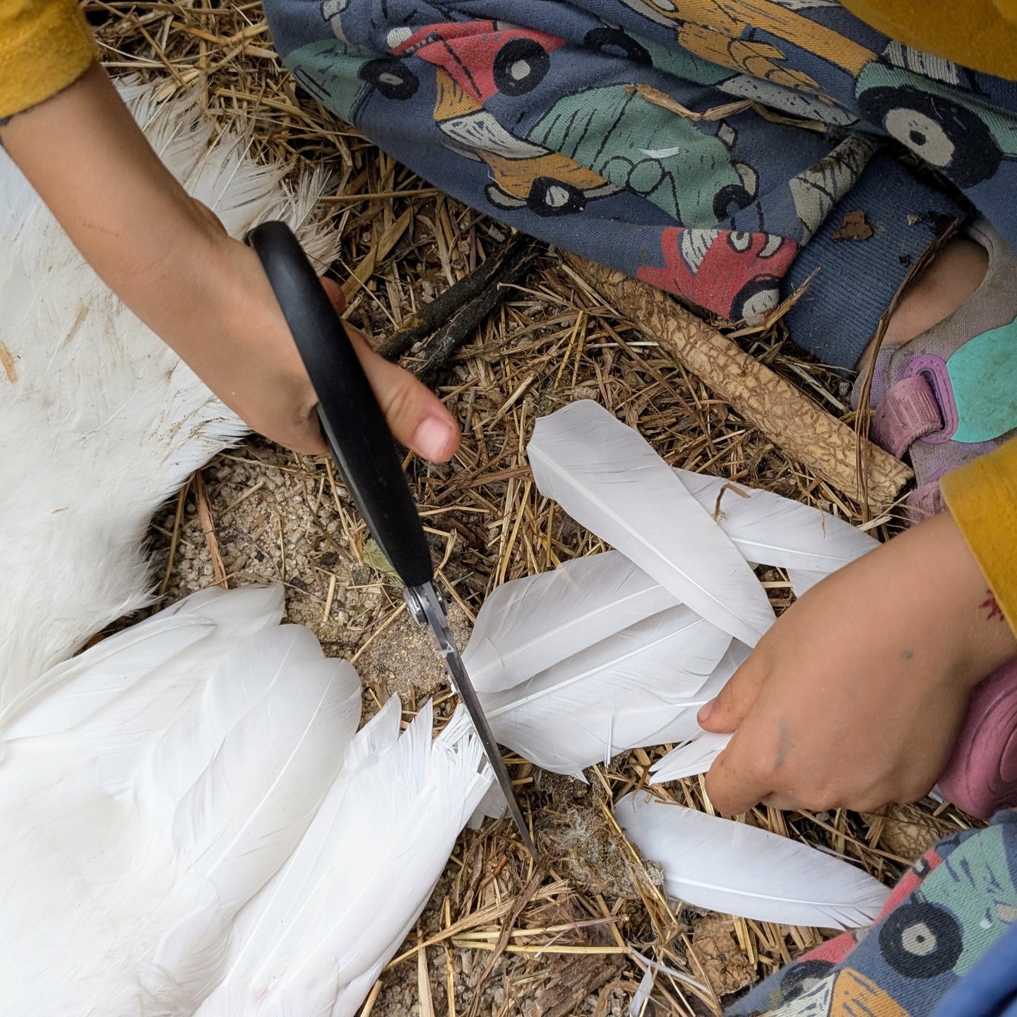 Clipping some flight feathers to keep the ducks safe. This is a job our next line of farms can take on – so proud!